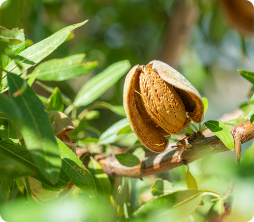 almond-oil-image